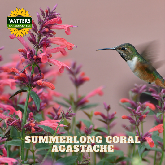 A close-up garden photo of coral agastache flowers with a hummingbird flying near them. The Watters Garden Center logo appears in the top left, and the text 'SUMMERLONG CORAL AGASTACHE' is overlaid at the bottom.