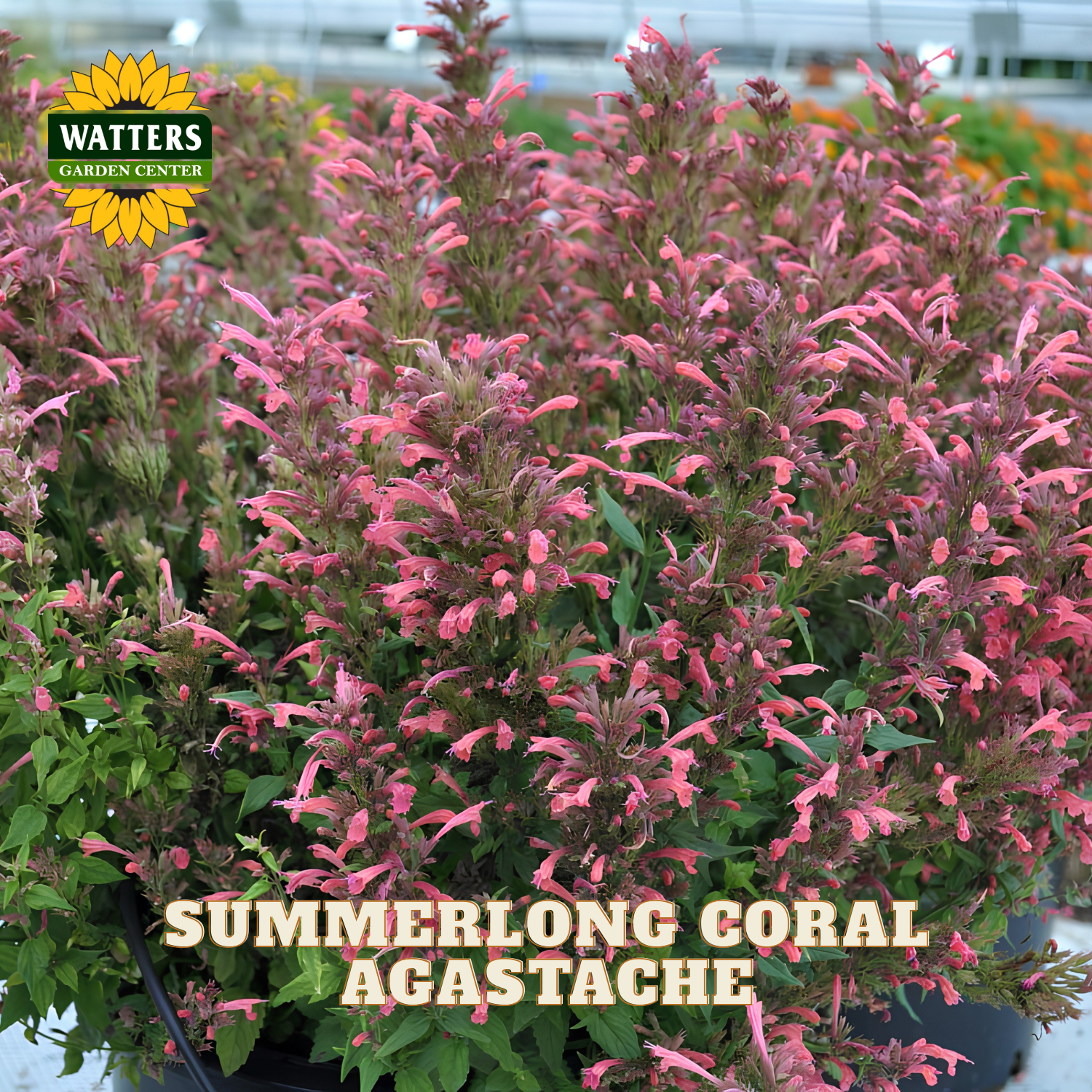 A potted plant of Summerlong Coral Agastache from Watters Gardens Center, featuring dense clusters of bright coral-pink tubular flowers and green leaves, with text overlay at the bottom.