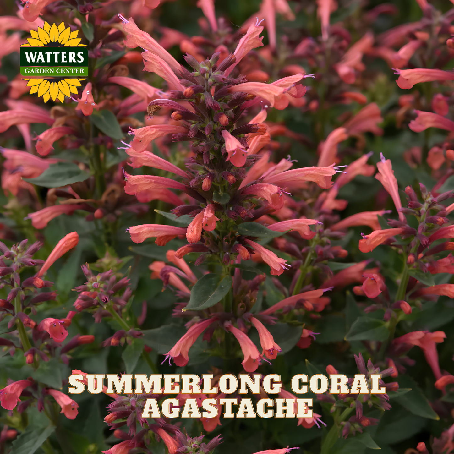 Close-up of a flowering agastache plant labeled 'WATTERS GARDEN CENTER' and 'SUMMERLONG CORAL AGASTACHE,' showing coral-pink tubular flowers with green leaves.