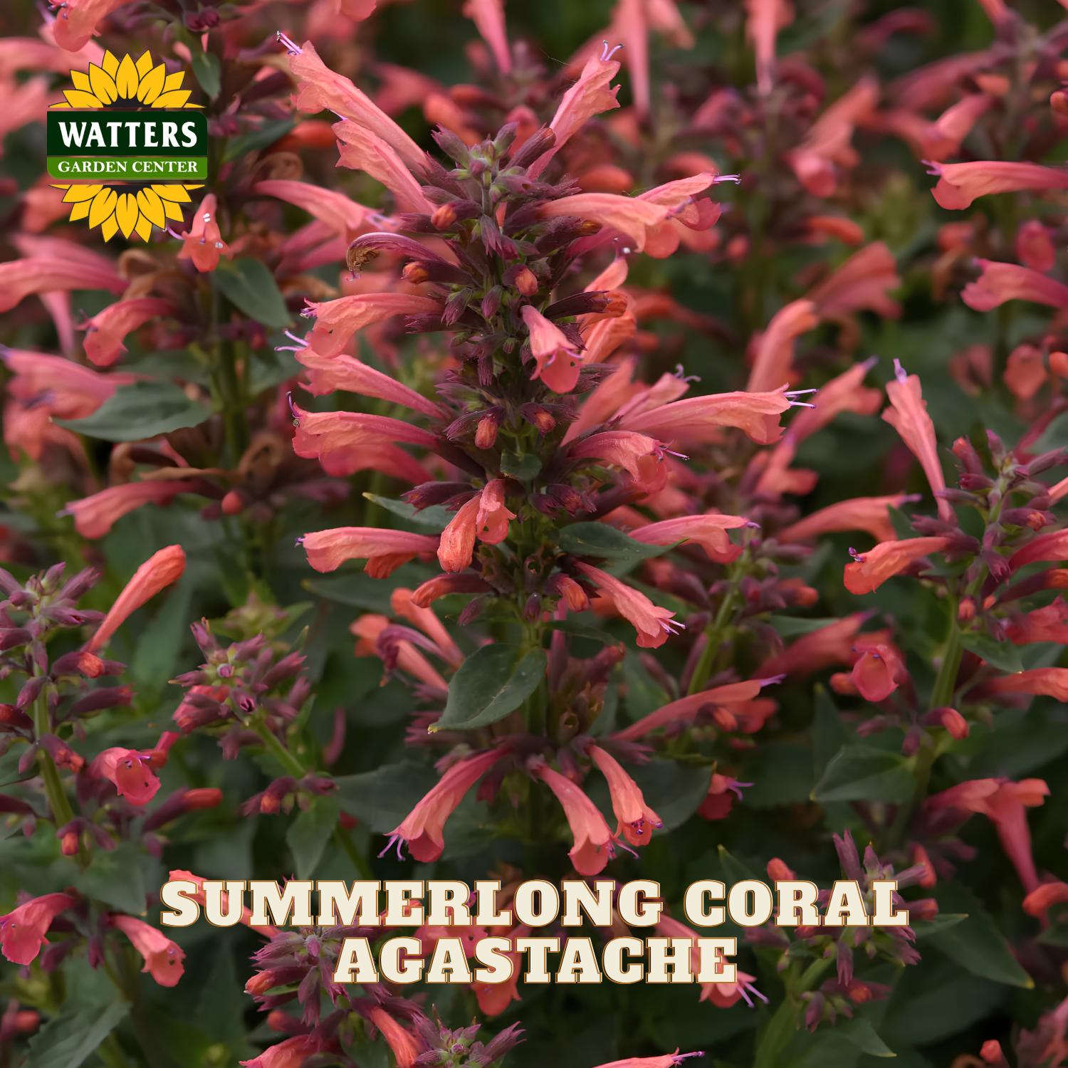 Close-up of a flowering agastache plant labeled 'WATTERS GARDEN CENTER' and 'SUMMERLONG CORAL AGASTACHE,' showing coral-pink tubular flowers with green leaves.