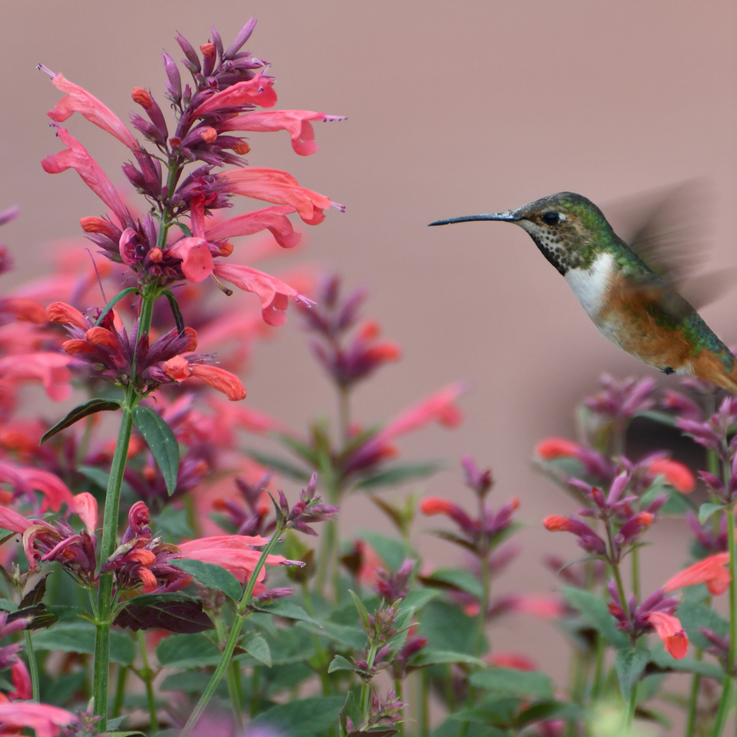 A close-up nature photograph of a hummingbird flying past pink and coral flowers with green leaves against a soft warm beige background.