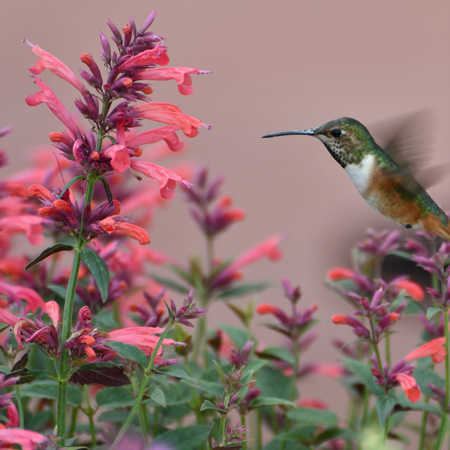A close-up nature photograph of a hummingbird flying past pink and coral flowers with green leaves against a soft warm beige background.