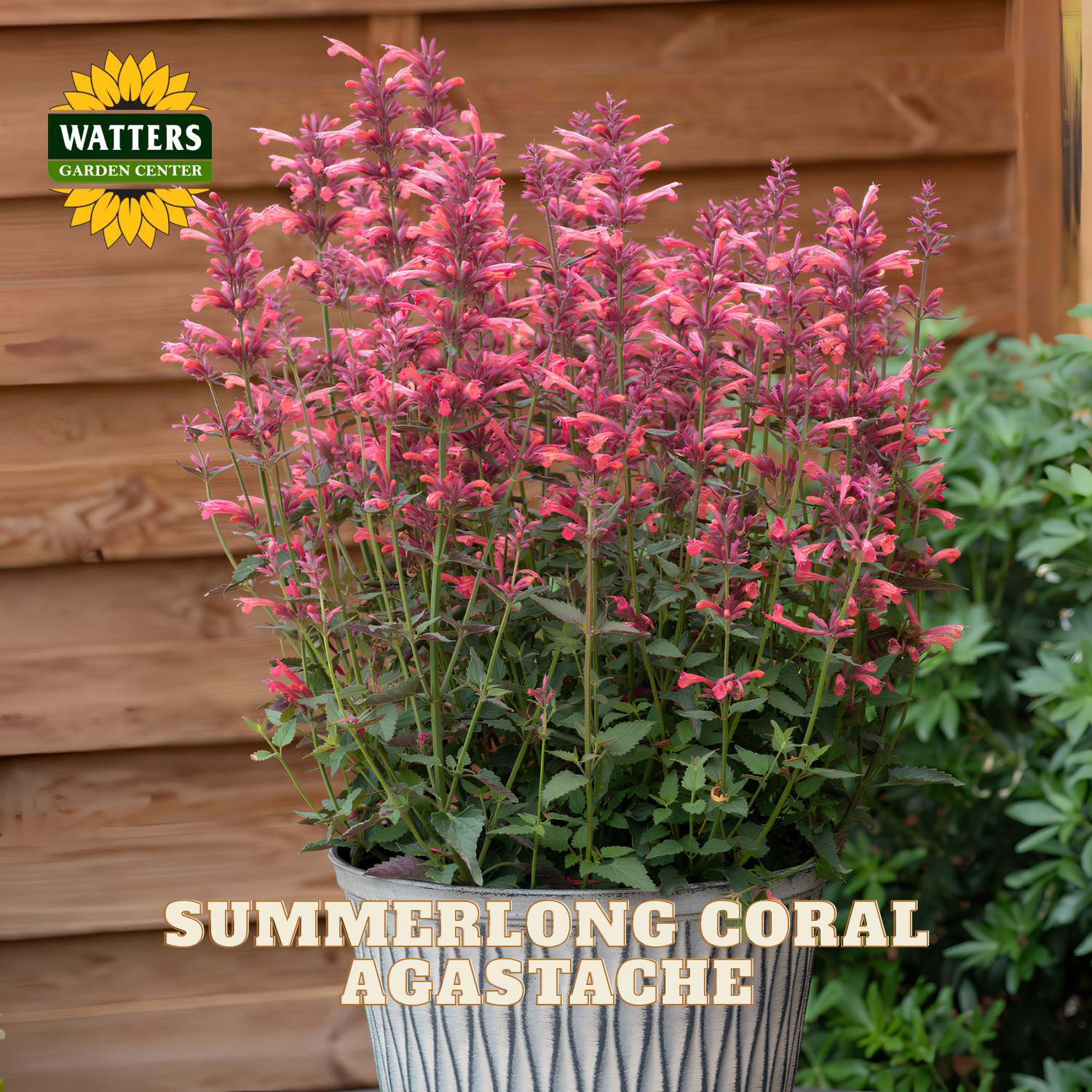 A potted Summerlong Coral Agastache plant with tall spikes of coral-pink flowers and green foliage, shown in a gray ribbed pot against a wooden fence background. The Watters Garden Center logo is in the top-left corner, and the text 'SUMMERLONG CORAL AGASTACHE' is at the bottom.