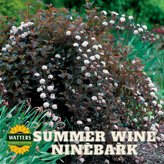 SUMMER WINE NINEBARK 2gal