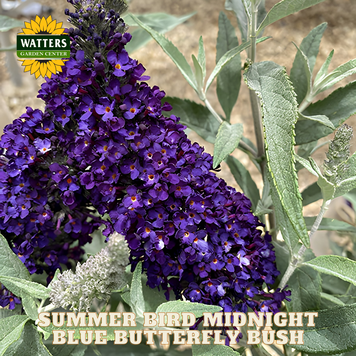 Purple butterfly bush with green leaves and Watters Garden Center branding.