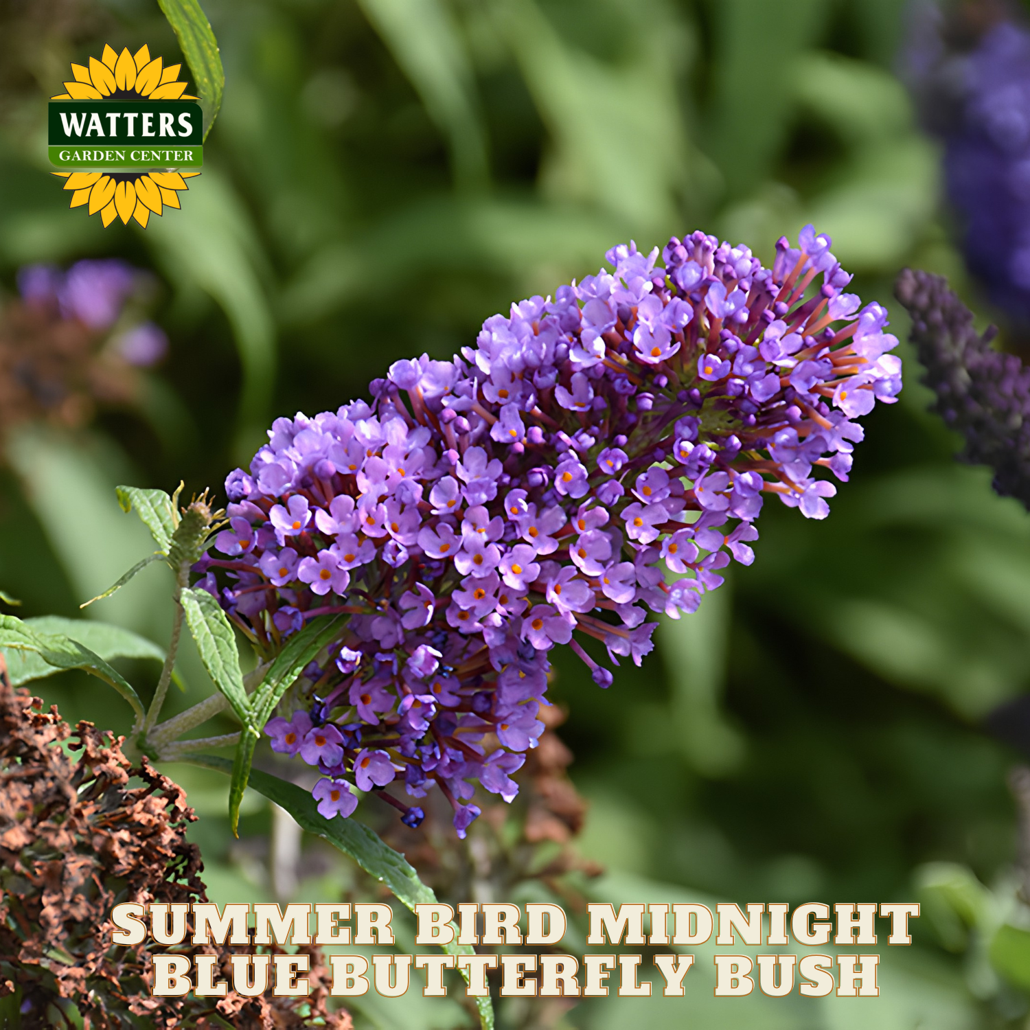 Purple butterfly bush with green leaves and Watters Garden Center logo.