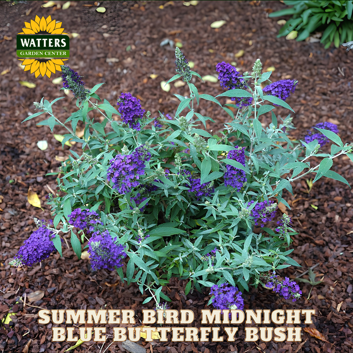 Purple butterfly bush with mulch and 'Watters Garden Center' logo