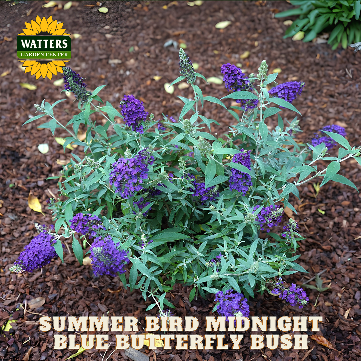 Purple butterfly bush with mulch and 'Watters Garden Center' logo