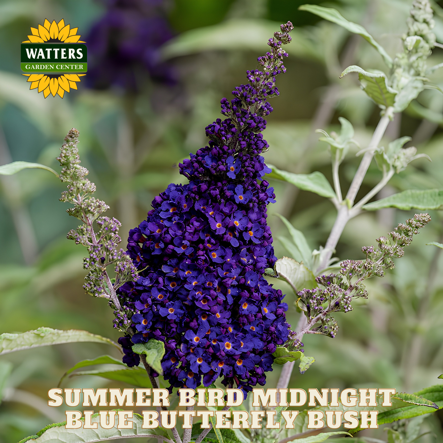 Purple butterfly bush with green leaves and Watters Garden Center logo.