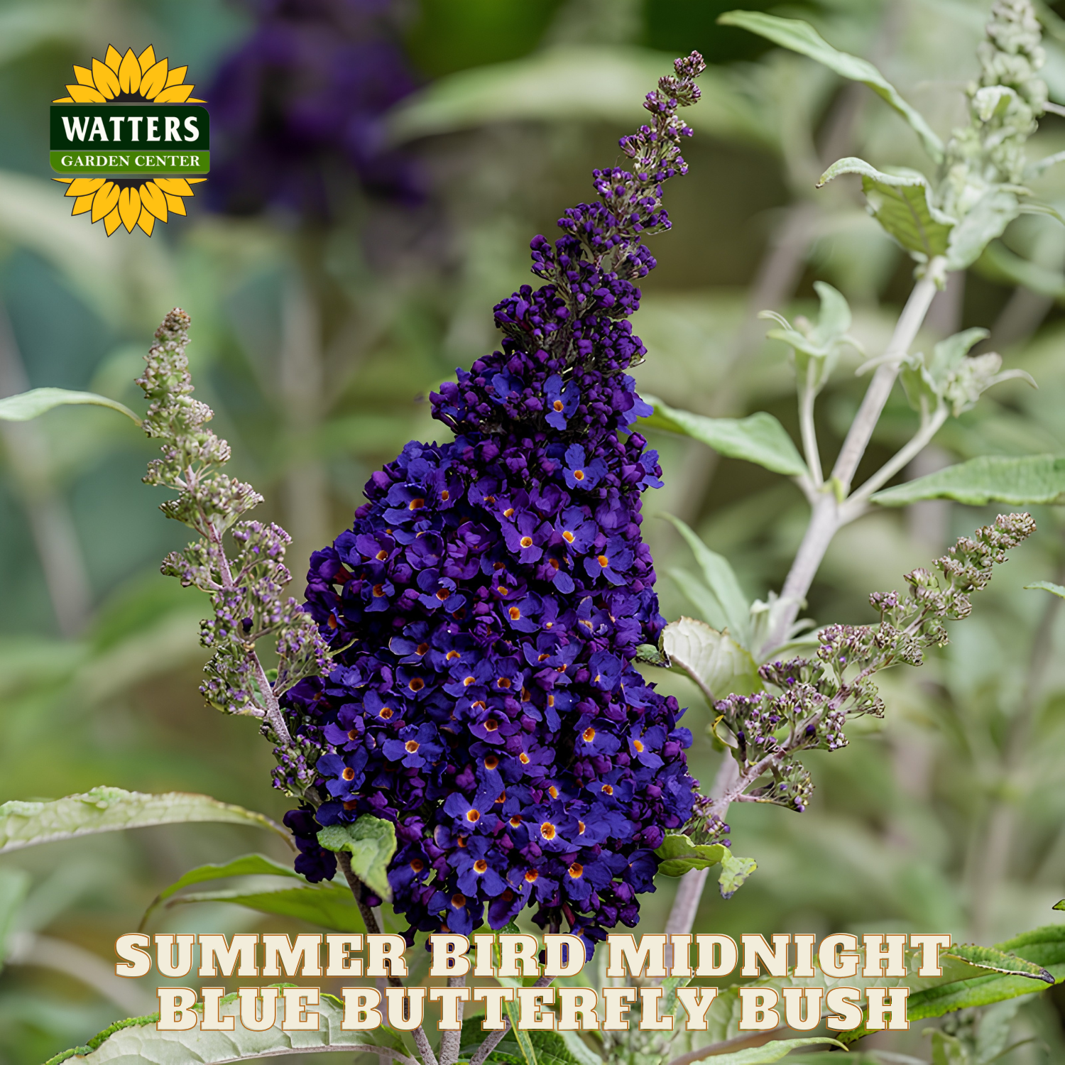 Purple butterfly bush with green leaves and Watters Garden Center logo.