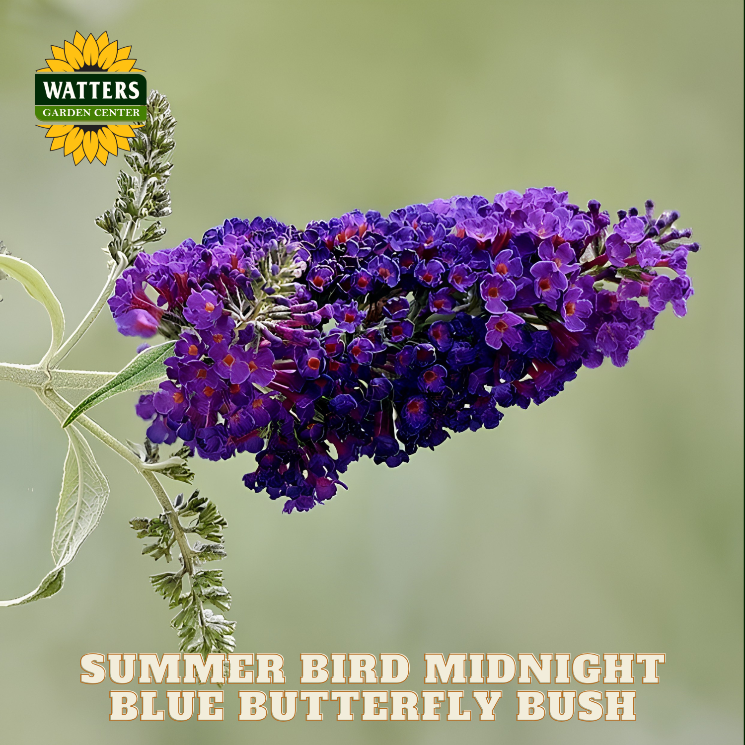 Purple butterfly bush with green leaves on a blurred green background, featuring Watters Garden Center logo.