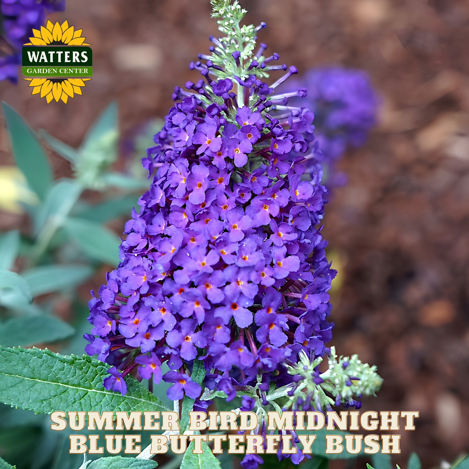 Purple butterfly bush with green leaves and Watters Garden Center logo.