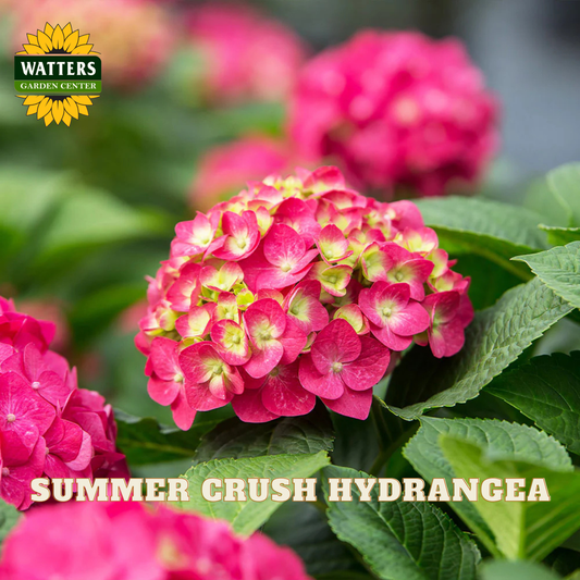 Pink hydrangea flowers with green leaves and Watters Garden Center logo.