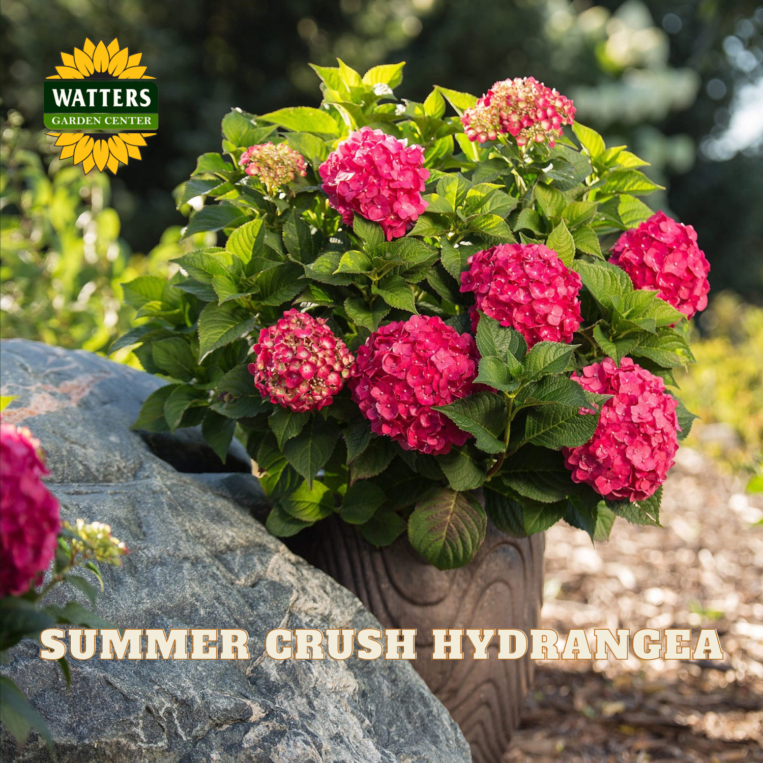 Potted Summer Crush Hydrangea with Watters Garden Center branding
