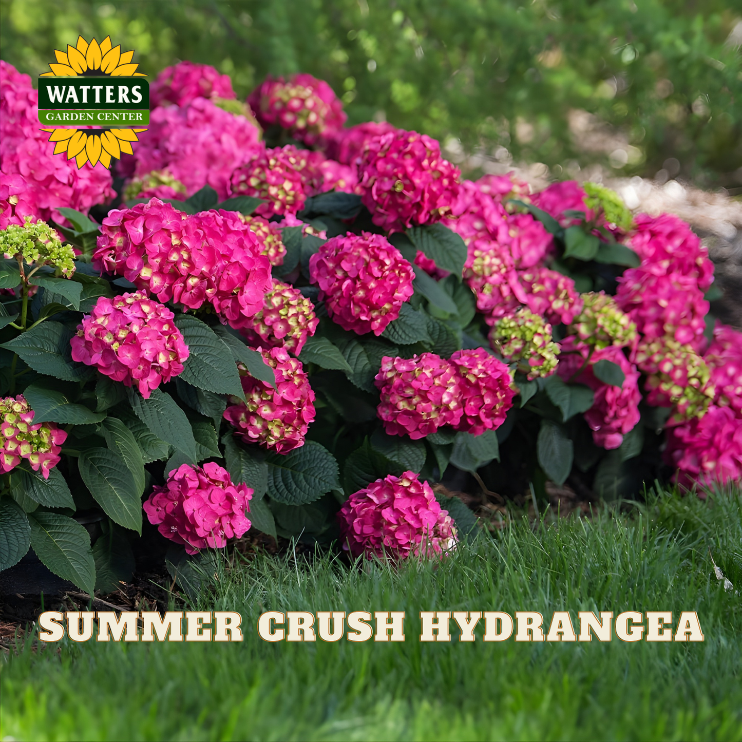 Pink hydrangea bush with green leaves in a garden setting, featuring Watters Garden Center logo.