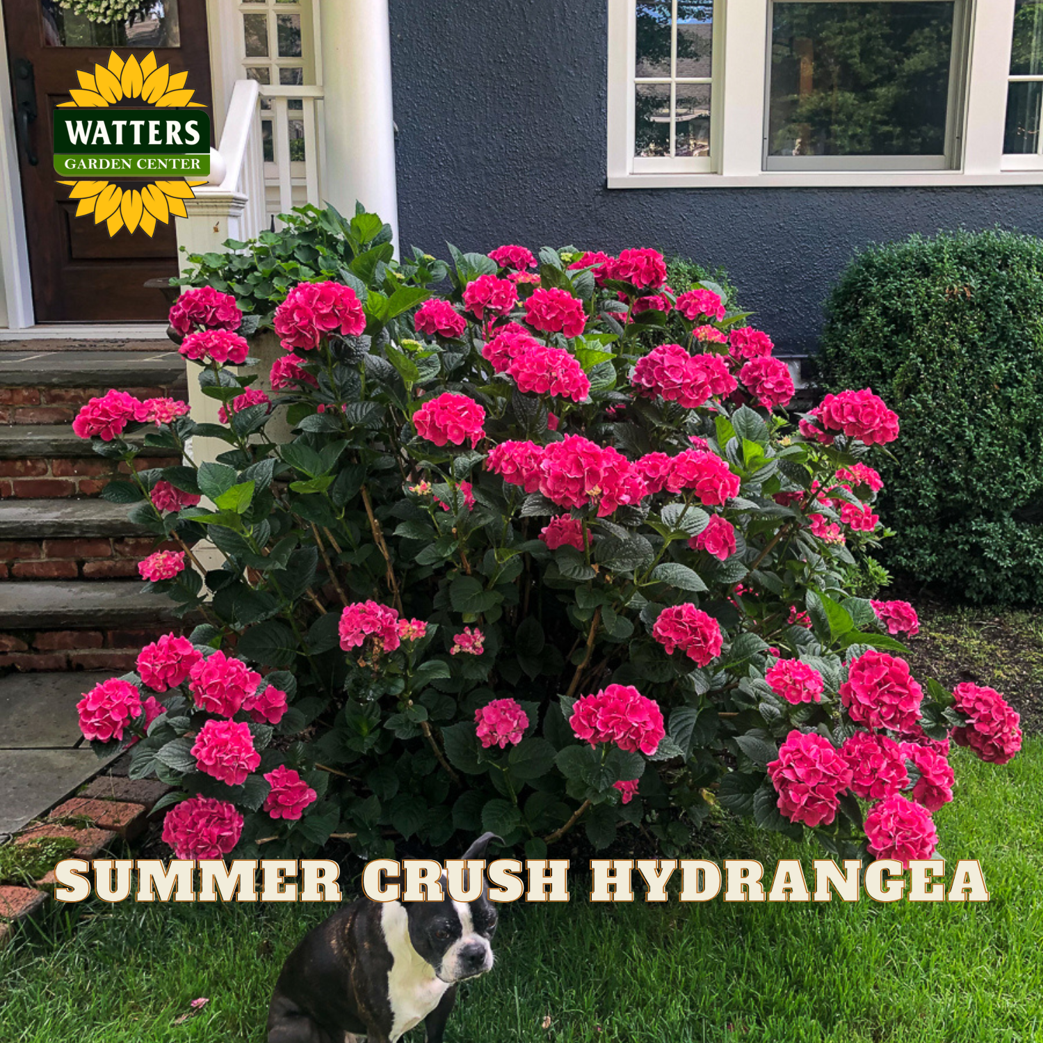 Pink hydrangea bush with a dog in front, Watters Garden Center logo visible