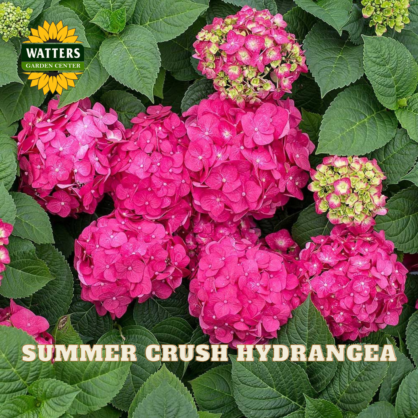 Pink hydrangea flowers with green leaves and Watters Garden Center logo.