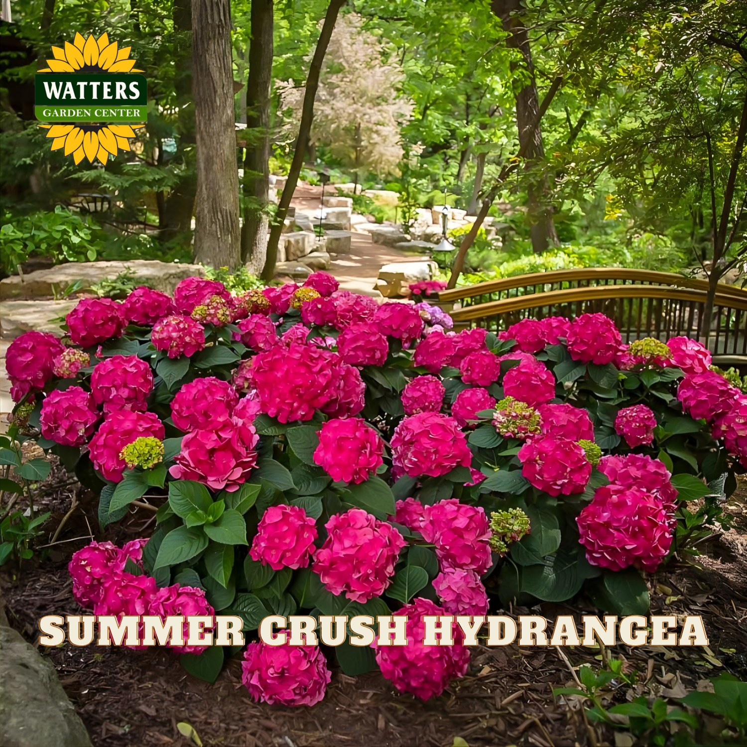 Bouquet of pink hydrangeas with 'Watters Garden Center' logo and 'Summer Crush Hydrangea' text.