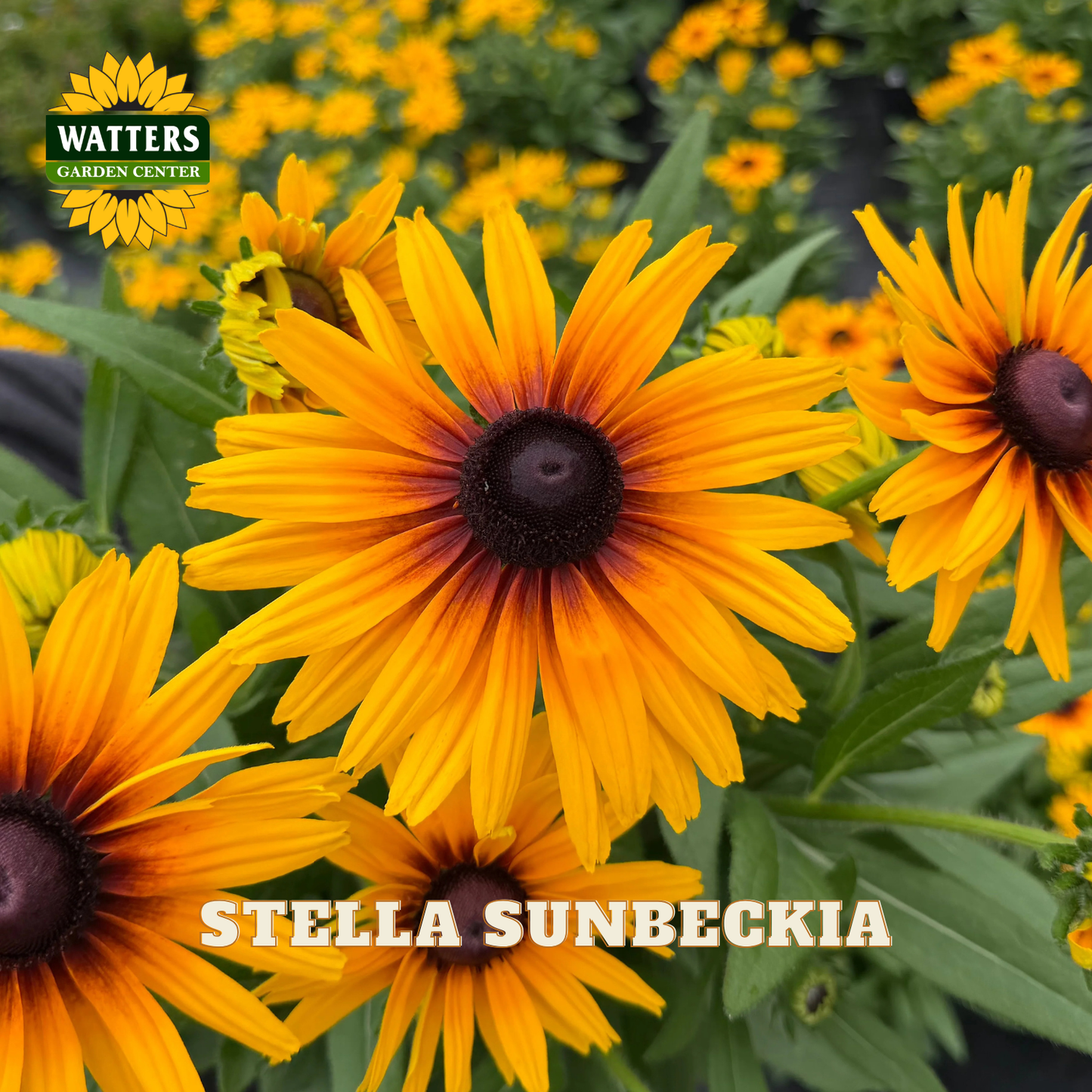 Close-up of bright yellow-orange Stella Sunbeckia flowers with dark brown centers and green foliage, with the Watters Gardens Center logo in the top left and 'STELLA SUNBECKIA' text at the bottom.