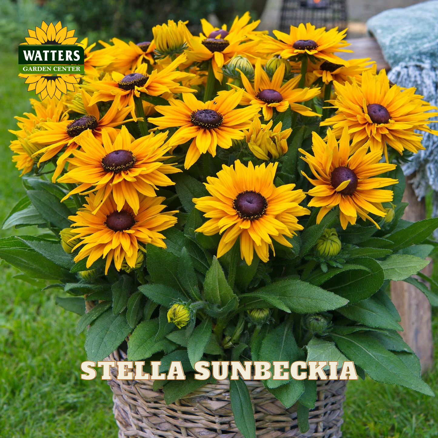 A basket of yellow Stella Sunbeckia flowers with dark brown centers and green leaves, shown outdoors on grass. The Watters Garden Center logo appears in the top left, and 'STELLA SUNBECKIA' is written at the bottom.