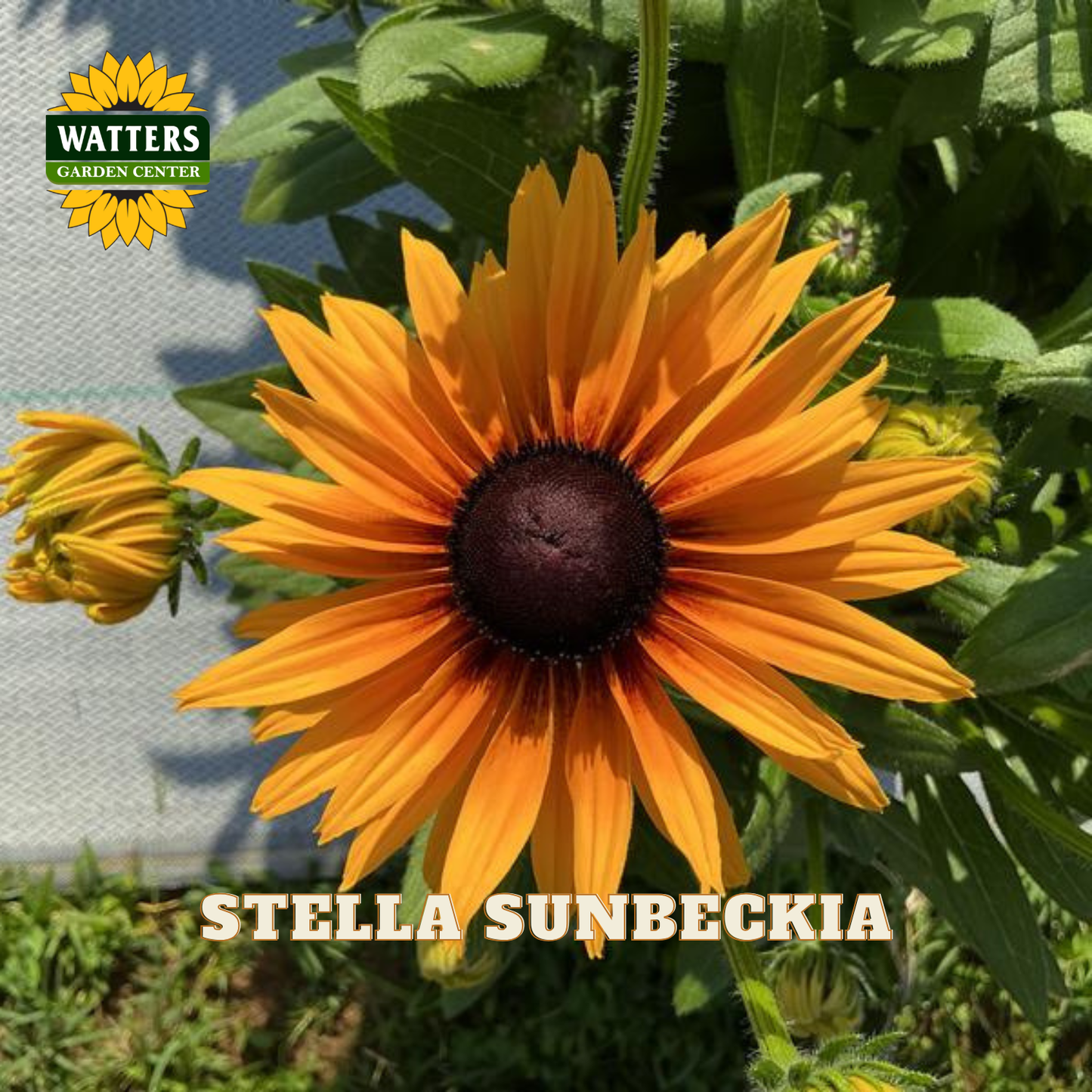 A single bright yellow-orange sunflower with a dark brown center and green foliage, photographed outdoors. The Watters Garden Center logo appears in the top left, and the text 'STELLA SUNBECKIA' is overlaid at the bottom.