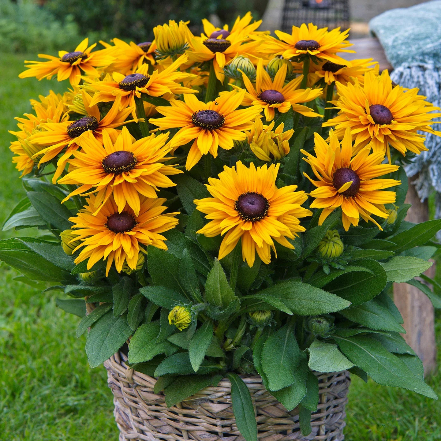 A basket of vibrant yellow Stella Sunbeckia flowers with dark brown centers and green foliage, arranged in a woven wicker basket outdoors on a grassy lawn.