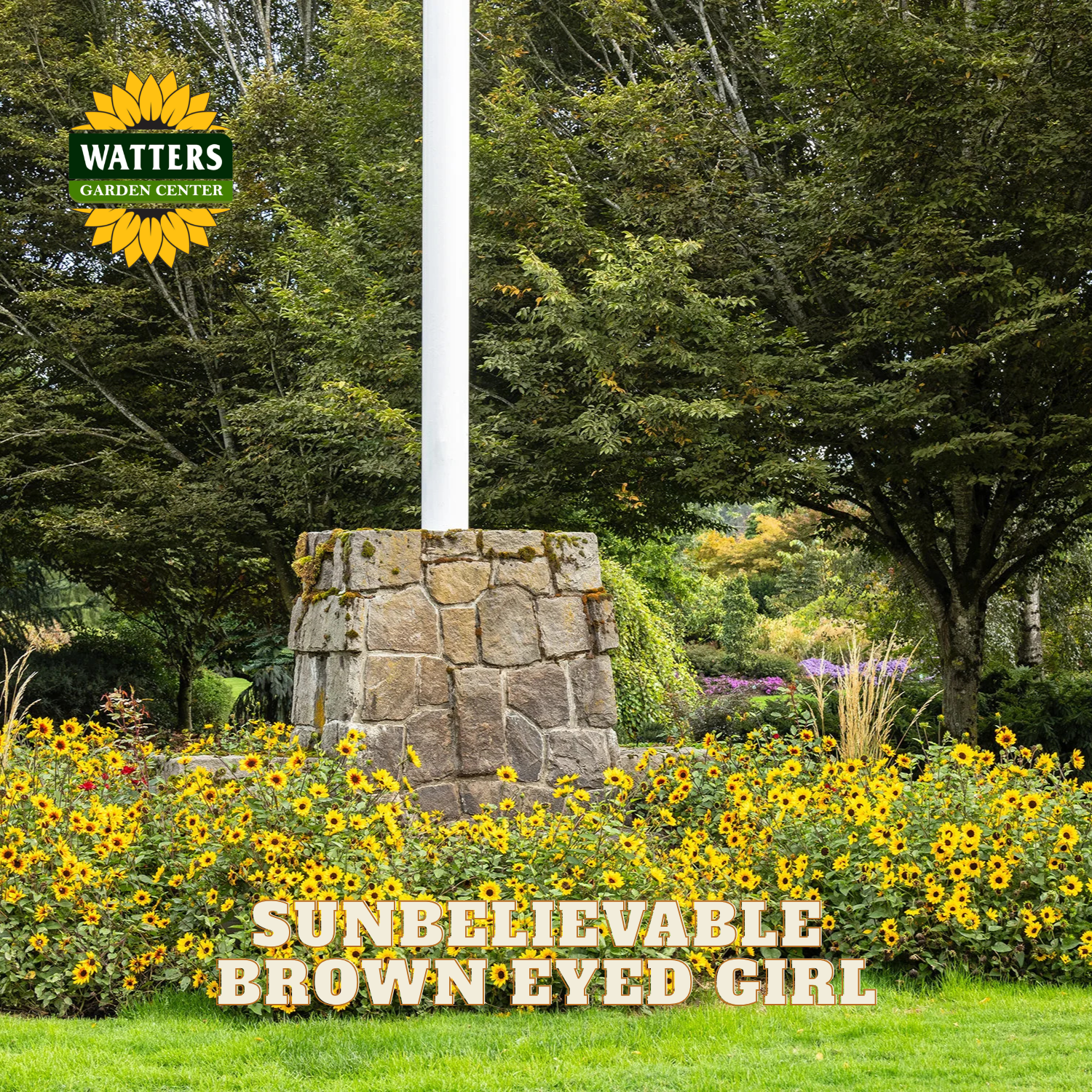 A stone flagpole base surrounded by a bed of yellow sunflowers in a landscaped garden with green grass and trees. The Watters Garden Center logo is in the top-left corner, and the text 'SUNBELIEVABLE BROWN EYED GIRL' is overlaid at the bottom.