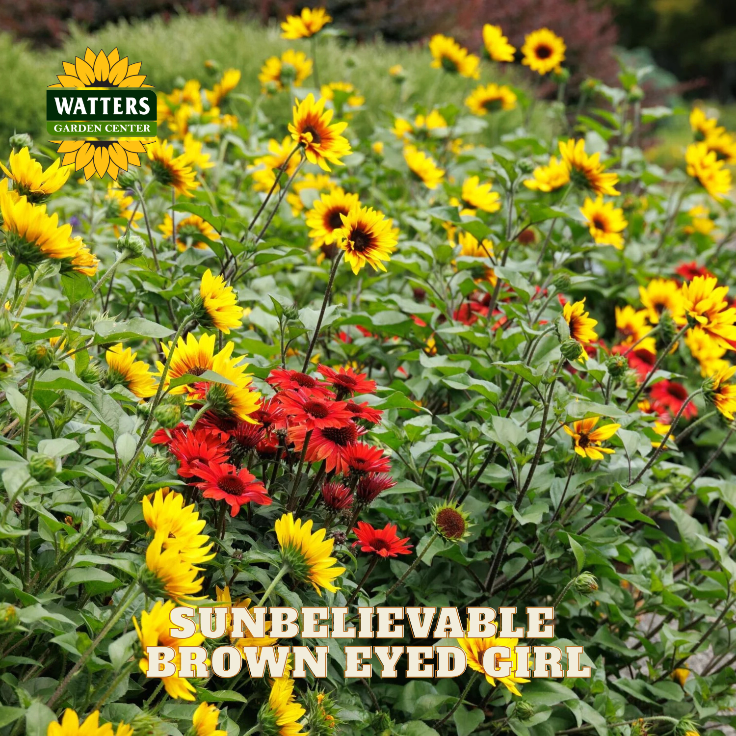 A garden bed filled with yellow and red sunflowers, with the Watters Garden Center logo in the top-left corner and the text 'SUNBELIEVABLE BROWN EYED GIRL' across the bottom.