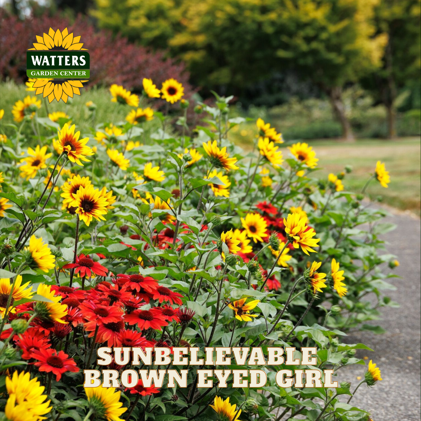 A garden scene with yellow and red flowers in bloom along a paved path, with the Watters Garden Center logo in the top left and the text 'SUNBELIEVABLE BROWN EYED GIRL' across the bottom.
