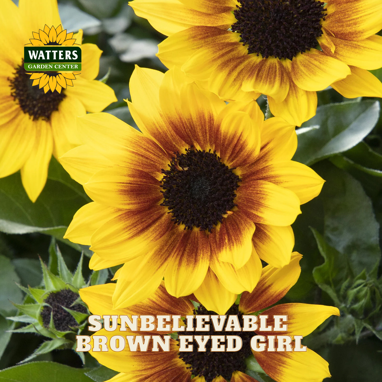 Close-up of sunflower blooms with the text 'WATTERS GARDEN CENTER' and 'SUNBELIEVABLE BROWN EYED GIRL' over the photo.
