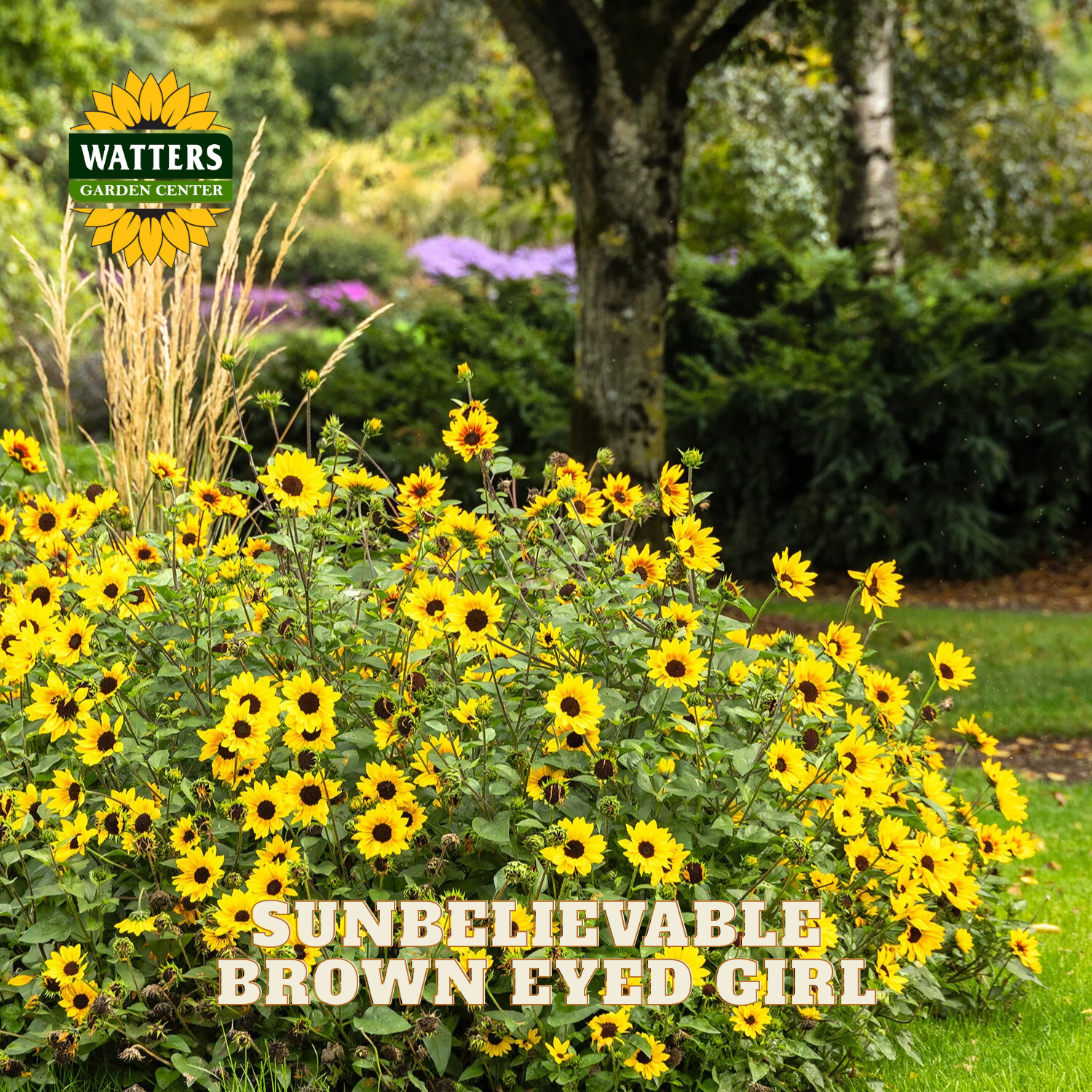 A garden bed filled with bright yellow sunflowers with dark brown centers, labeled 'SUNBELIEVABLE BROWN EYED GIRL' by Watters Garden Center. The background shows a lush green garden with trees and grass.