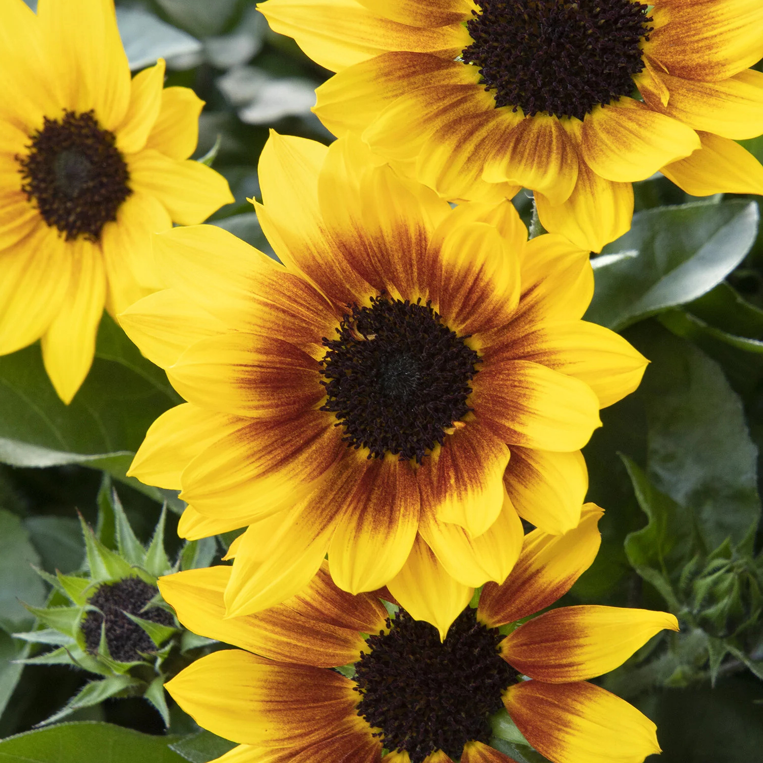 Close-up of bright yellow sunflowers with dark brown centers and green leaves filling the frame.