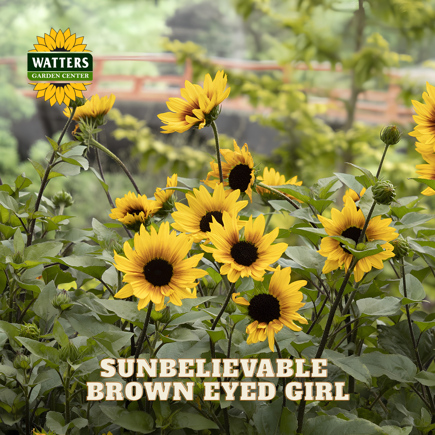 A cluster of bright yellow sunflowers with dark brown centers growing in a garden setting, with the text 'SUNBELIEVABLE BROWN EYED GIRL' overlaid at the bottom and a 'WATTERS GARDEN CENTER' logo in the top left corner.