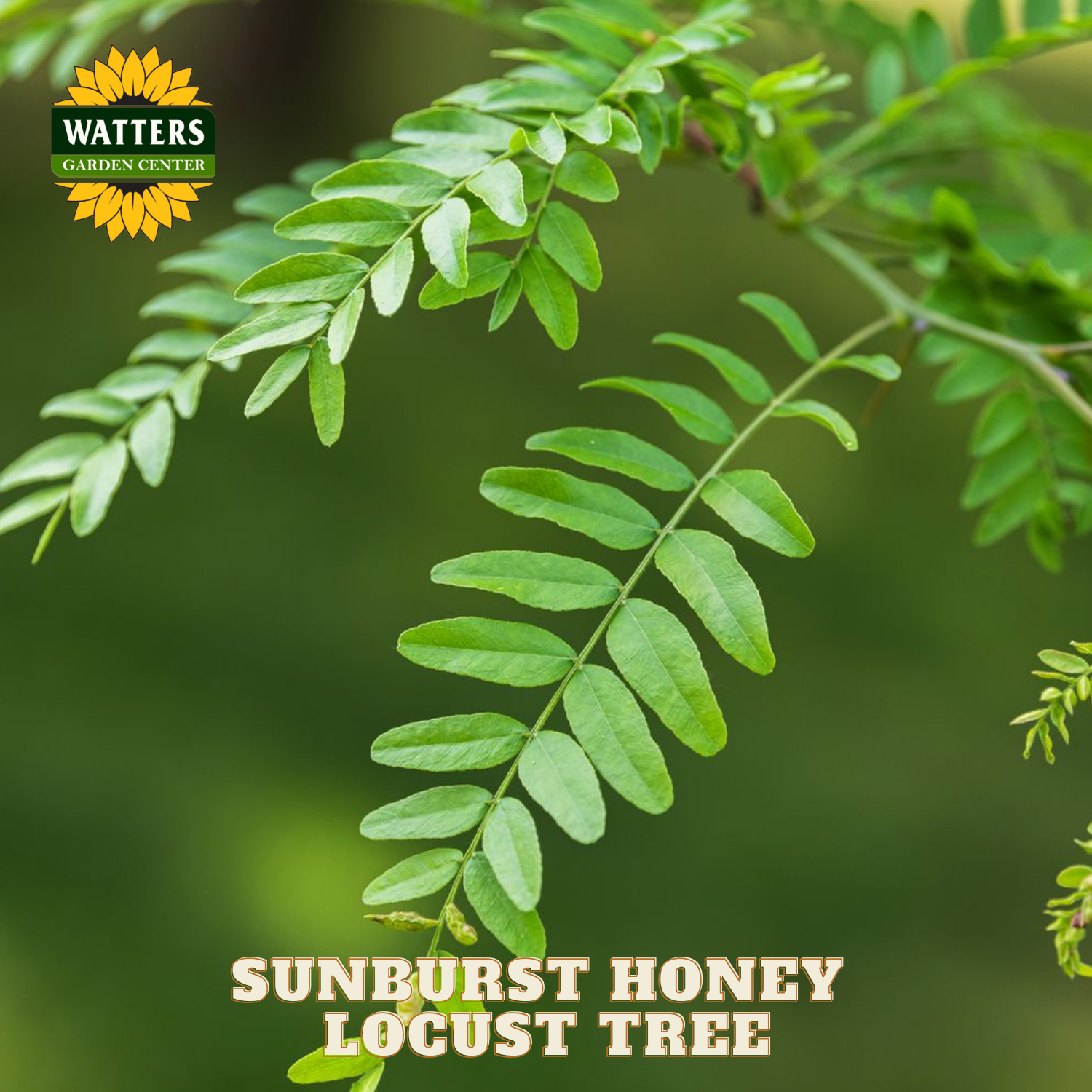 Sunburst Honey Locust Tree branch with Watters Garden Center logo