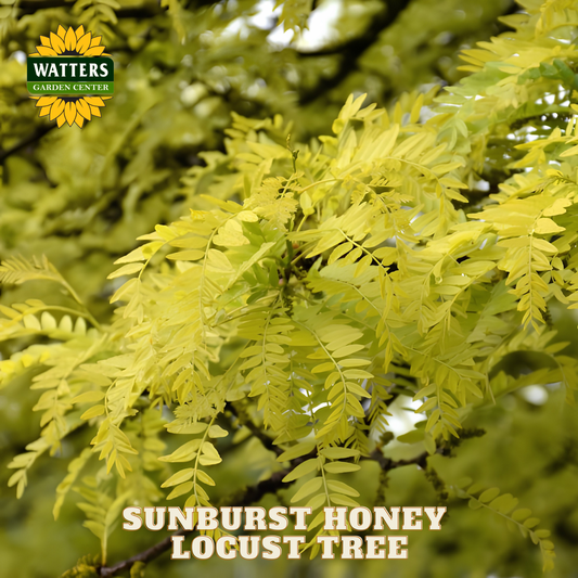 Sunburst Honey Locust tree with Watters Garden Center logo