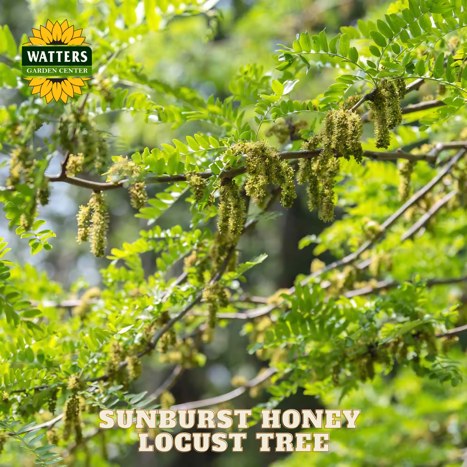 Sunburst Honey Locust Tree with Watters Garden Center branding