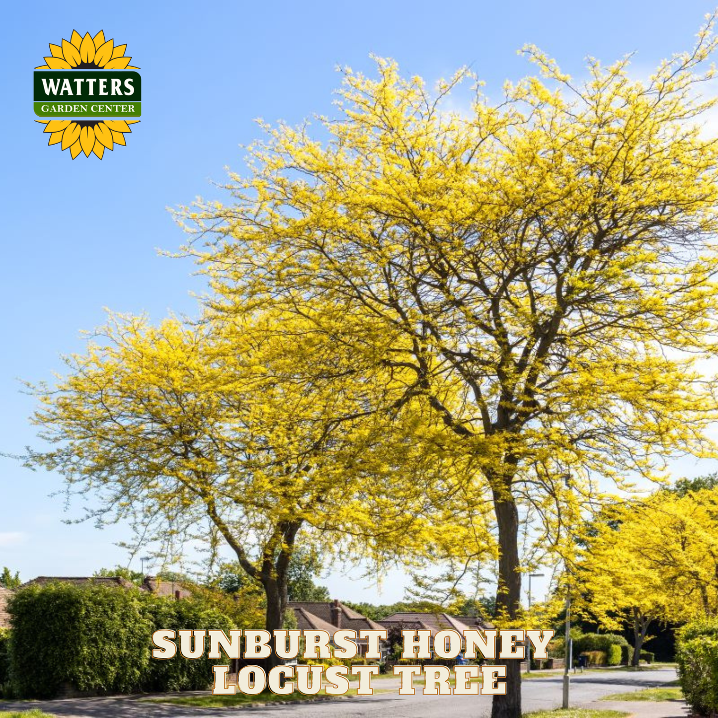 Sunburst Honey Locust tree with clear blue sky and Watters Garden Center logo.