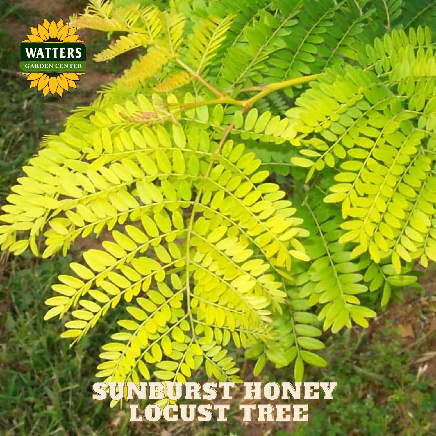 Sunburst Honey Locust Tree with Watters Garden Center branding