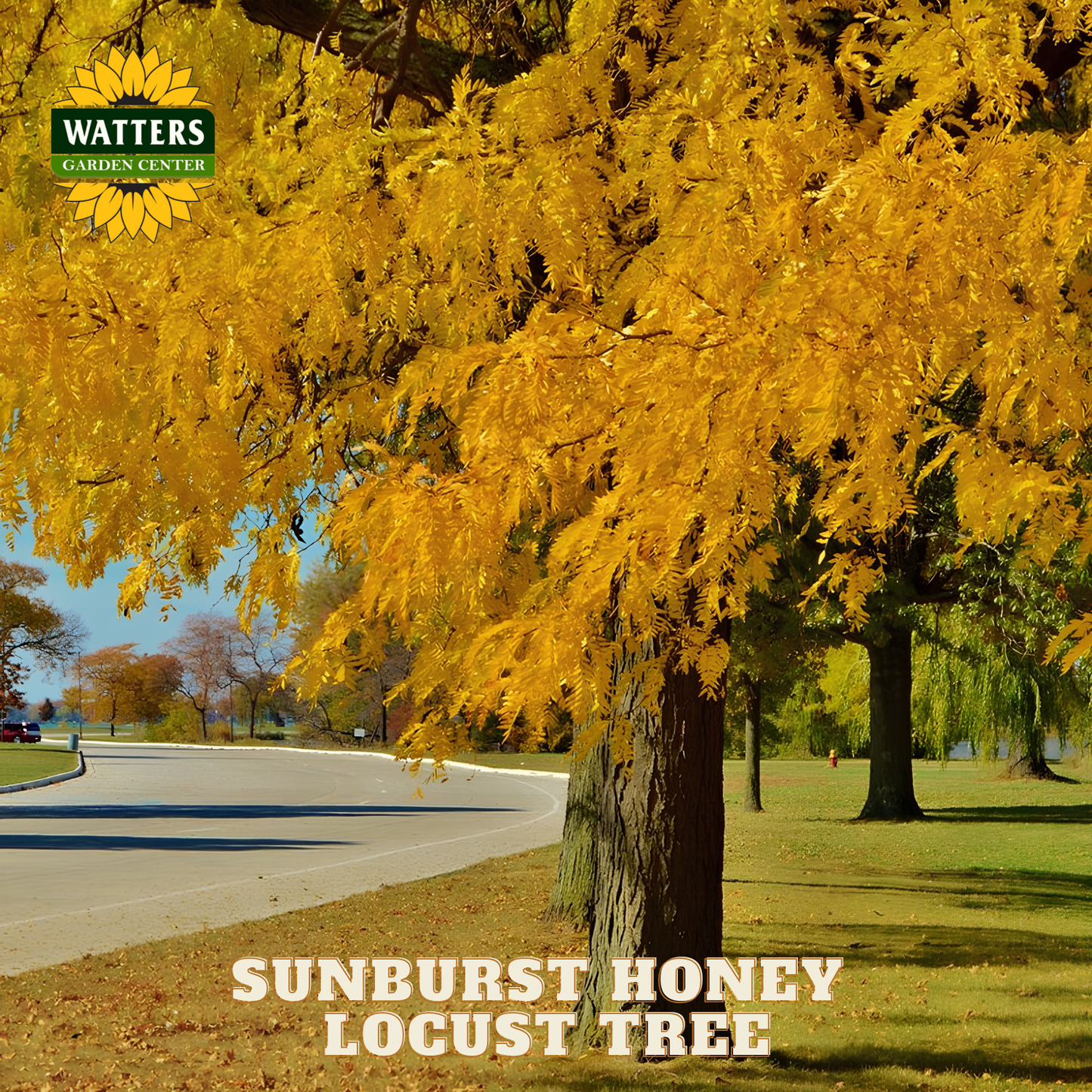 Sunburst Honey Locust tree with yellow leaves in a park setting, featuring Watters Garden Center logo.