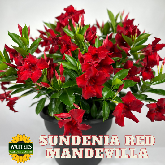 SUNDENIA RED MANDEVILLA 2gal