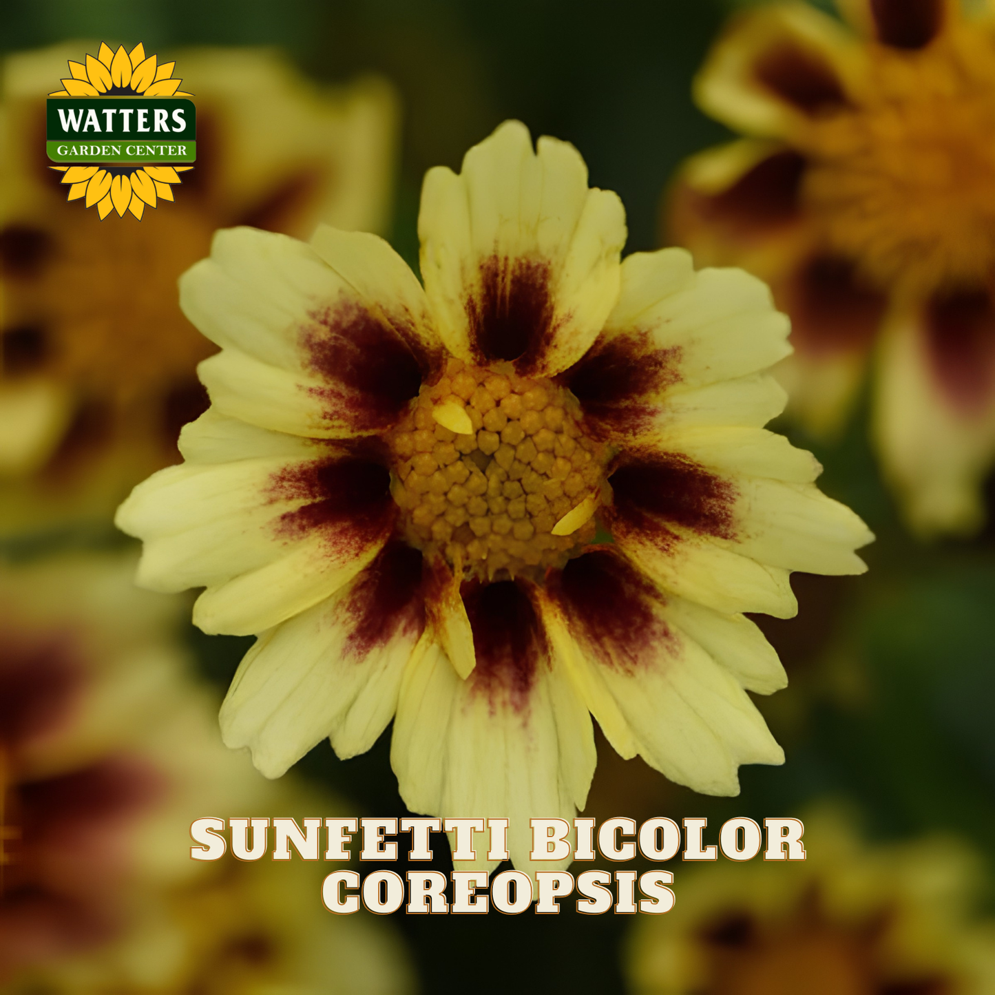 A close-up of a Sunfetti Bicolor Coreopsis flower with pale yellow petals and dark burgundy star-like markings around a yellow-brown center, with blurred flowers and green foliage in the background. The Watters Garden Center logo appears in the top left, and the text 'SUNFETTI BIGCOLOR COREOPSIS' appears at the bottom.