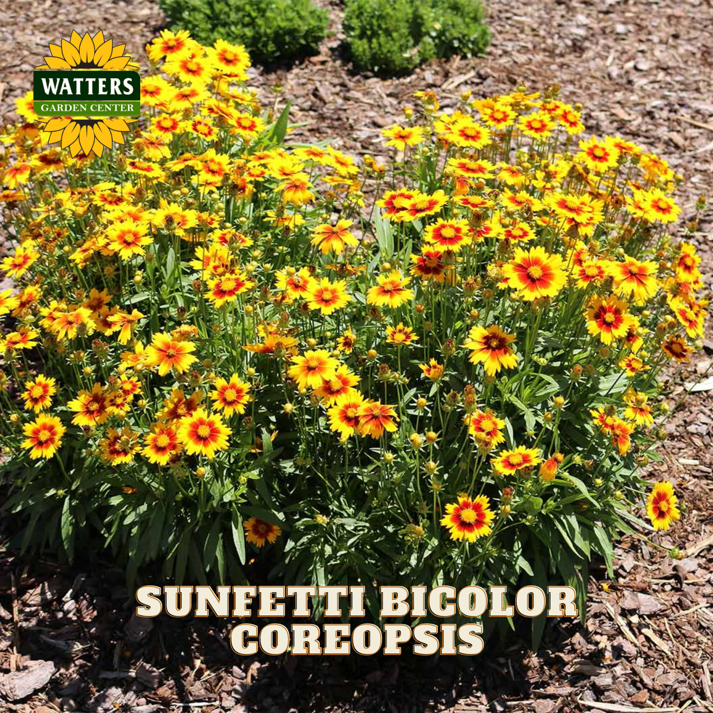 A dense cluster of bright yellow and orange-brown coreopsis flowers with green foliage growing in mulch outdoors. A Watters Garden Center logo appears in the top left, and the text 'SUNFETTI BICOLOR COREOPSIS' is overlaid at the bottom.