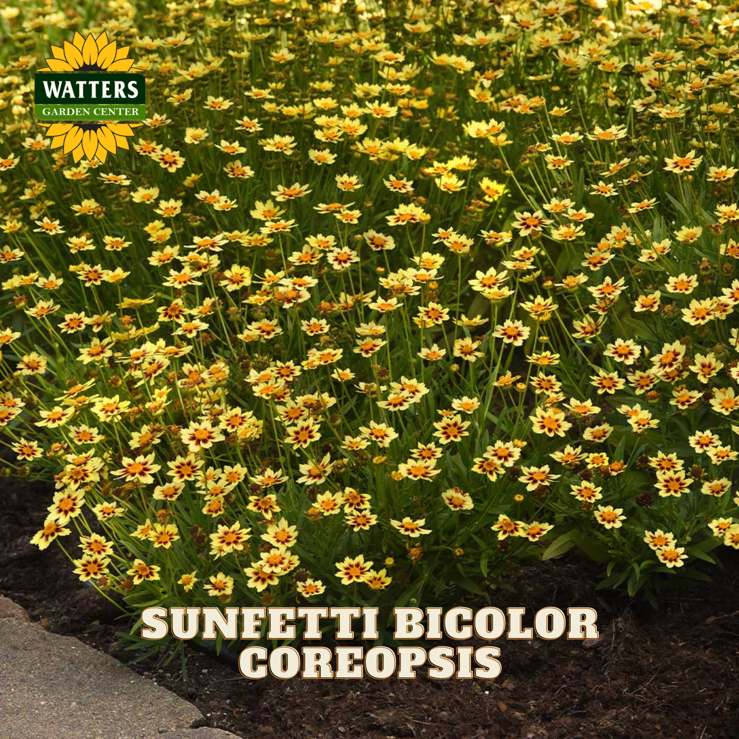 A dense patch of yellow and orange-brown sunflower-like flowers with green foliage, growing in a garden bed. The Watters Garden Center logo appears in the top-left corner, and the text 'SUNEETTI BIGCOLOR COREOPSIS' is overlaid near the bottom.
