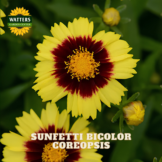 Two yellow Coreopsis 'Sunfetti' flowers with dark red centers and yellow throats, shown in a garden setting with green foliage. The Watters Garden Center logo is in the top-left corner, and the text 'SUNFETTI BIGCOLOR COREOPSIS' is at the bottom.