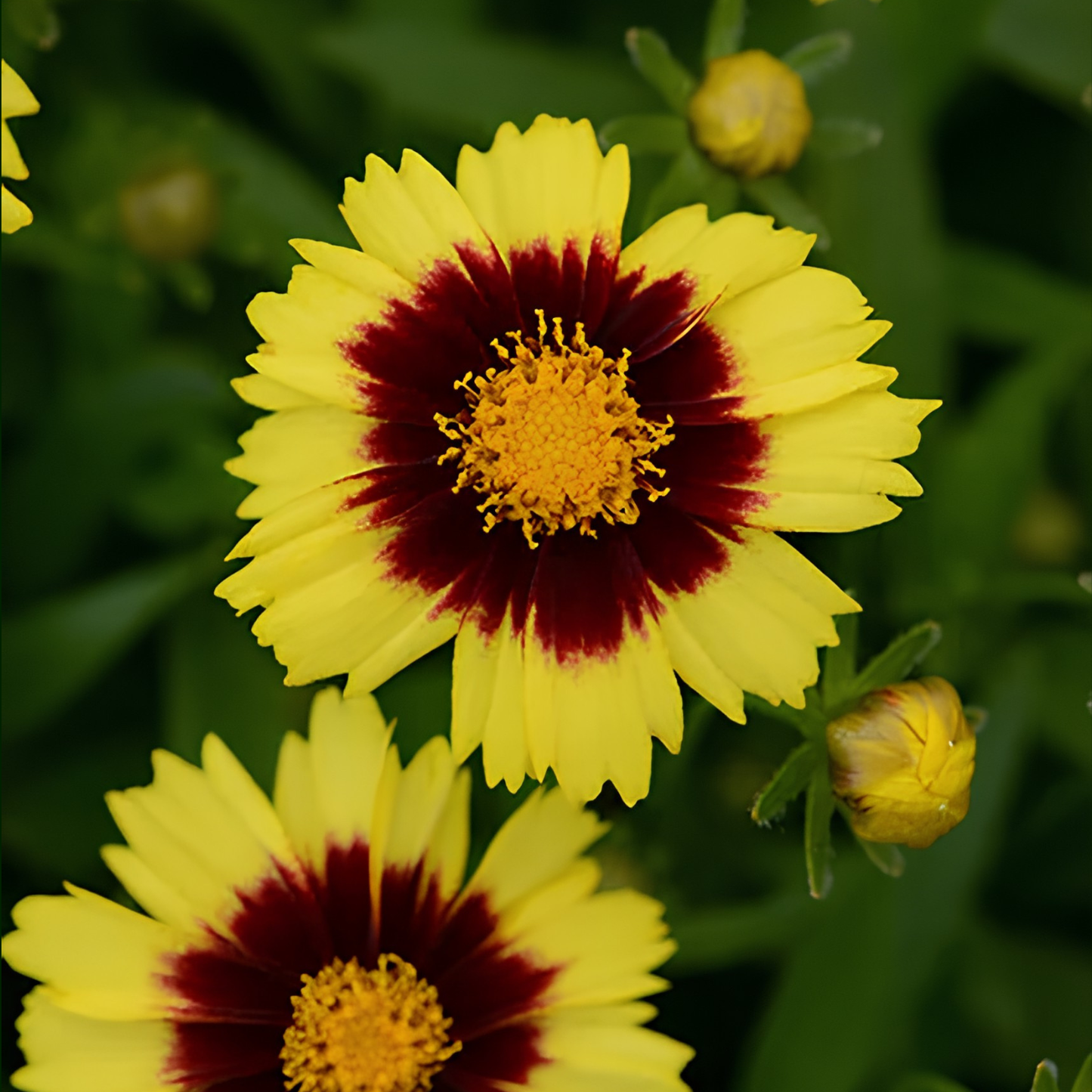 Yellow flowers with dark red centers and yellow throats, photographed among green foliage with a few buds visible.