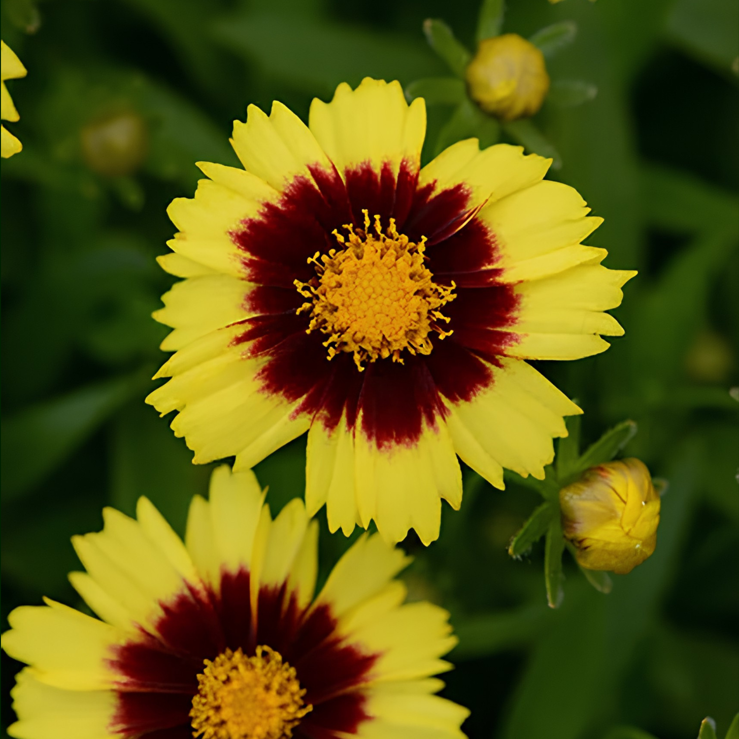 Yellow flowers with dark red centers and yellow throats, photographed among green foliage with a few buds visible.