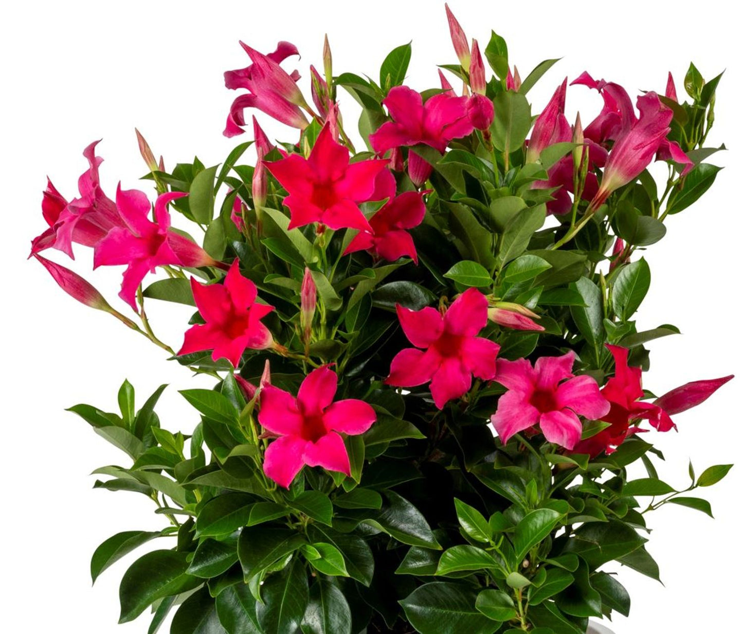 SUN PARASOL MANDEVILLA 12in CACHE
