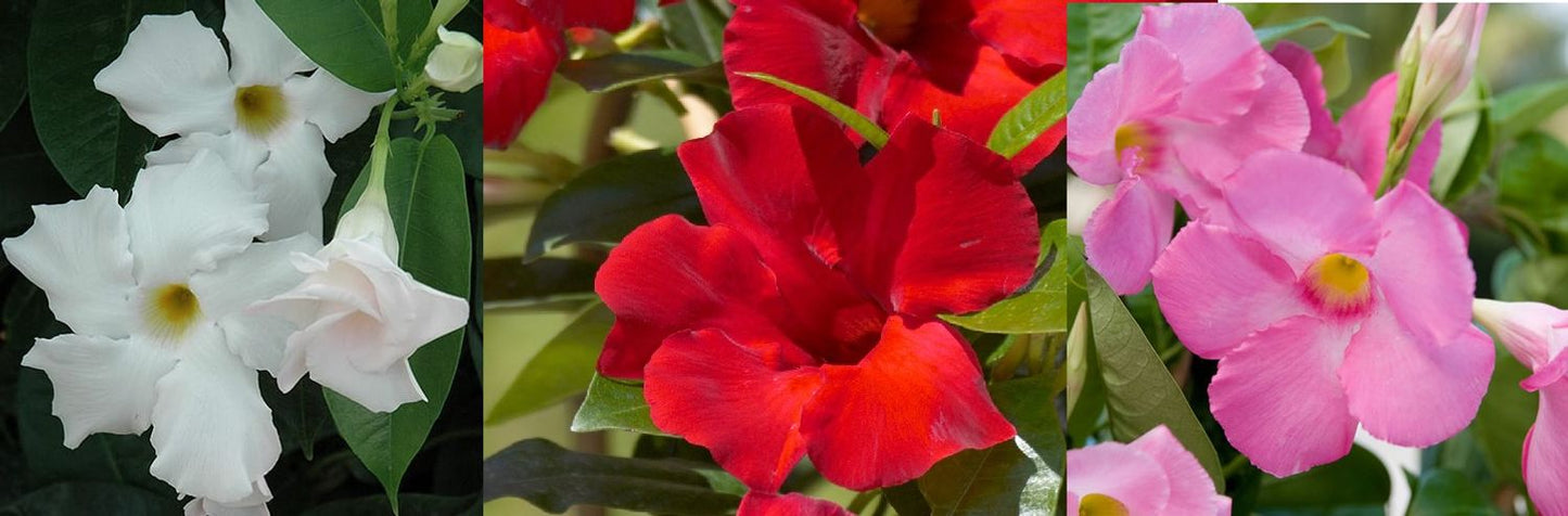 SUN PARASOL MANDEVILLA 12in CACHE