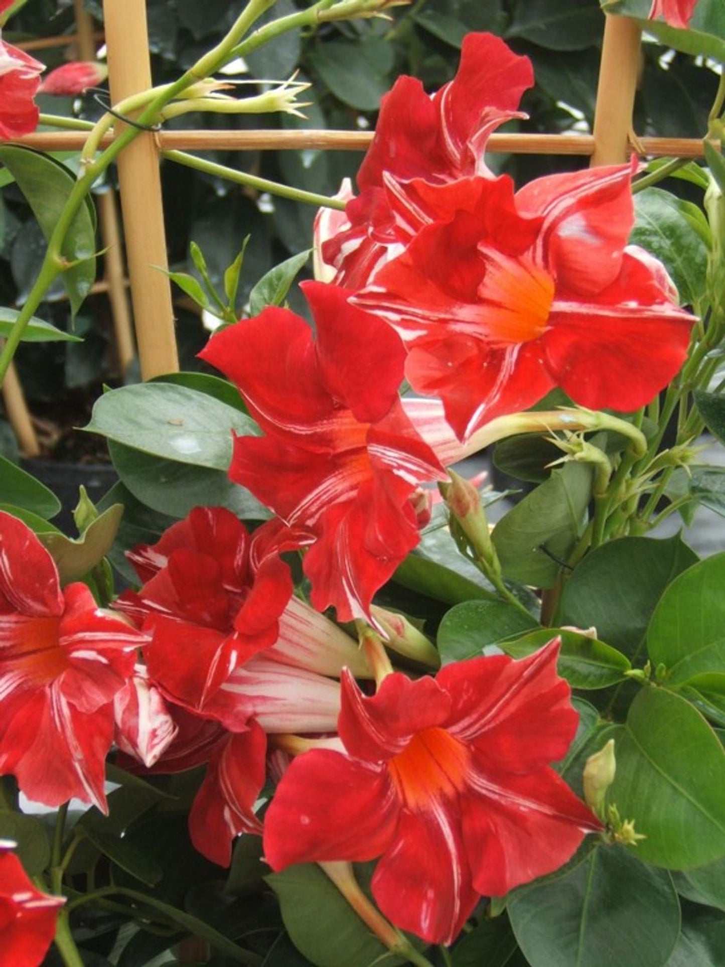 SUN PARASOL MANDEVILLA 12in CACHE