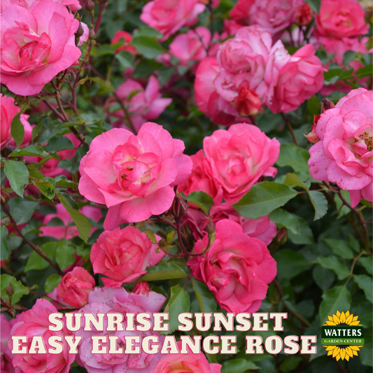 SUNRISE SUNSET EASY ELEGANCE ROSE 2gal